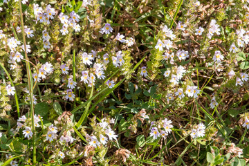 Close up of flowers of Eyebright (euphrasia alpina) in South Tyol . Südtirol - Trentino Alto Adige - near Merano - Meran Italy Europe - obrazy, fototapety, plakaty