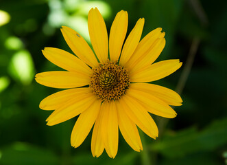 Yellow flower of Leopard's Bane (Doronicum orientale) in garden. General view of a single of flowering plants. Like a sun.