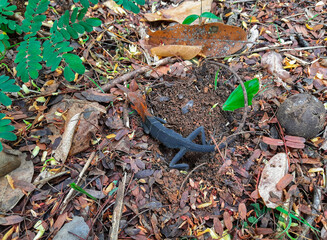 A very rare sight of a female lizard laying eggs