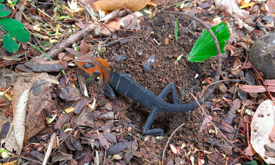 Black and orange a female lizard looking at the camera