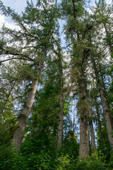 Fototapeta premium trees in the woods