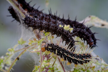 Caterpillar of the peacock butterfly, Inachis io, with newly shed skin