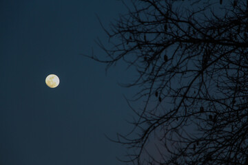 Naklejka premium moon and tree