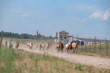 Naklejka premium A herd of horses runs from the pasture to the ranch.