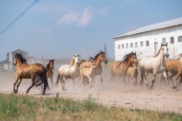 A herd of horses runs from the pasture to the ranch.