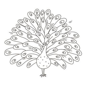 Cute Peacock black outline contour, beautiful animal sketch, bird with big feather tail illustration