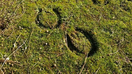 Tras las huellas © Oberce