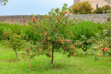 Apple tree before harvest, Agricultural area. Alaverdi