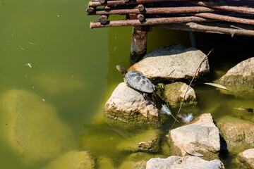 European pond turtle (Emys orbicularis)