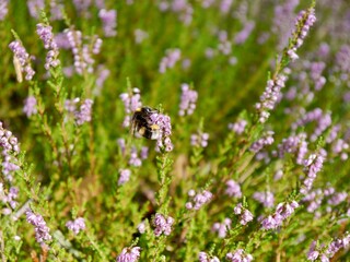 Common heather flowers, ling, or simply heather (Calluna vulgaris) with bumblebee