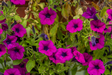 Violet summer flower near wooden wall in summer day