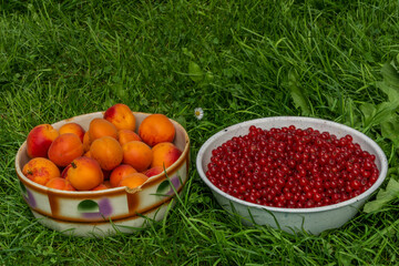 Apricots and red currant in old bowl in green grass