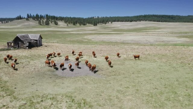 Aerial: Abandoned haunted farm house and grazing cattle, Ukiah, Oregon, USA
