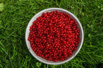 Red currant in white bowl in green grass