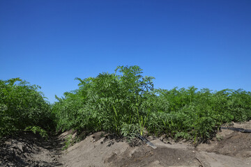 Fototapeta na wymiar Agriculture, green leaves of carrot plants in field with watering system and blue sky, early summer