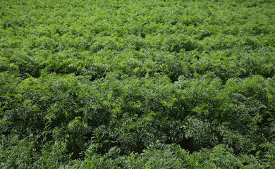Fototapeta na wymiar Agriculture, green leaves of carrot plants in field, early summer