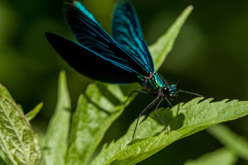 blue dragonfly on a green leaf