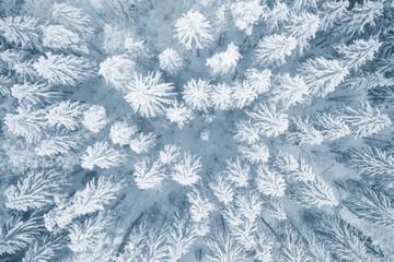 Drone view of snowy treetops