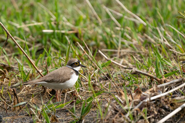 Common Ringed Plover walking in a grass