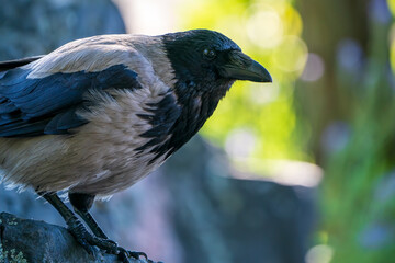 Portrait of Hooded crow
