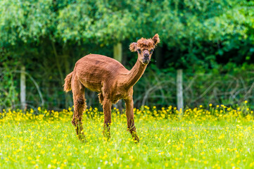 A view of a recently sheared brown Alpaca grazing in a field near East Grinstead, UK in early summer