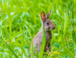 Naklejka na ściany i meble A view of a rabbit in a field near East Grinstead, UK in early summer