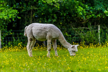 Obraz na płótnie Canvas A view of a recently sheared Alpaca grazing in a field near East Grinstead, UK in early summer