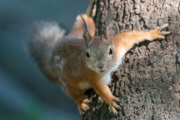 A curious cute little squirrel