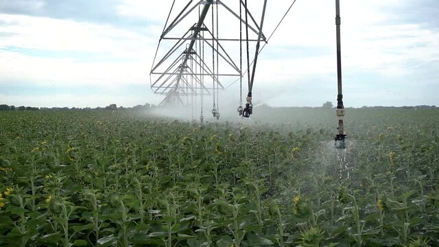 watering machines spray sunflowers, farm field