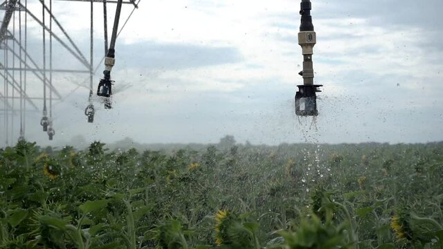 watering machines spray sunflowers, farm field
