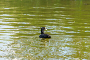 Eurasian coot (Fulica atra) in a lake