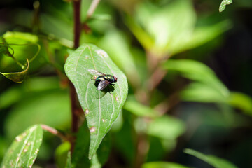 Insect called fly on a leaf on a sunny day with too harsh light in the forest.