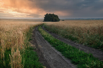 Vibrant landscape with a group of trees in the background and road leading to it in the setting...