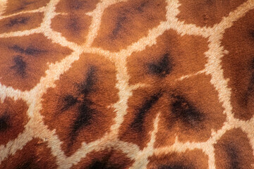 pattern of giraffe fur texture