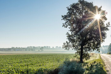 The silhouette of a tree along a country road with a sun starburst and misty farmland in the...