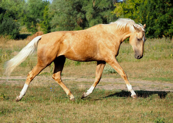 Naklejka na ściany i meble Beautiful palomino horse shows high-quality natural allure in freedom