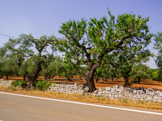 Italian Olive Trees