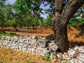 Italian Olive Trees