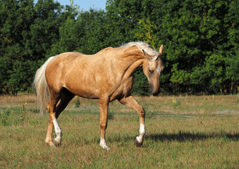 Beautiful palomino horse shows high-quality natural allure in freedom