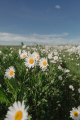 Chamomile flowers in the field.