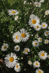 Fototapeta premium Chamomile flowers in the field.