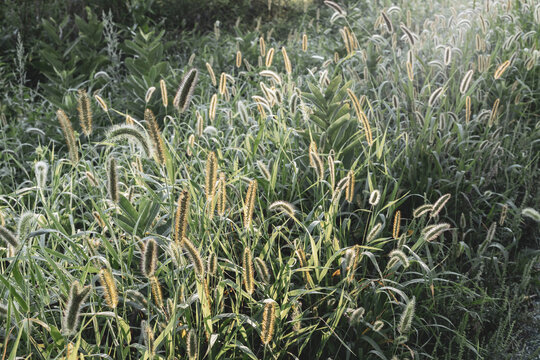 A beam of morning sun lights up foxtail plants.