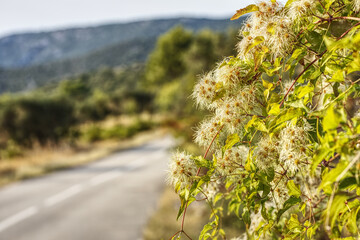 scenic road on cres island in the adriatic sea