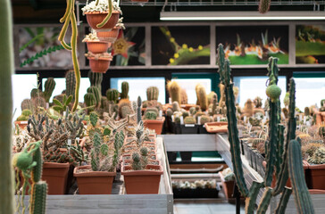 Cactus in pots in a greenhouse