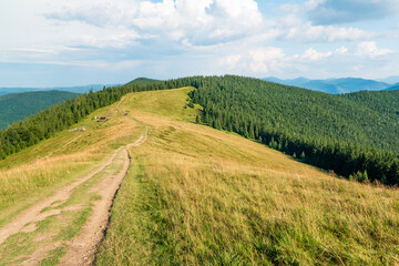 Fototapeta na wymiar On the Yavirnyk meadow in the Carpathians