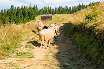 Sheeps on the Yavirnyk meadow in the Carpathians