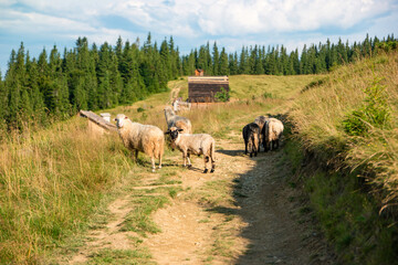 Obraz premium Sheeps on the Yavirnyk meadow in the Carpathians