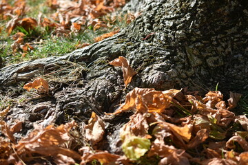 Hojas secas a los pies de un árbol