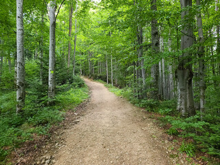 Fototapeta premium Forest trail in the Carpathians