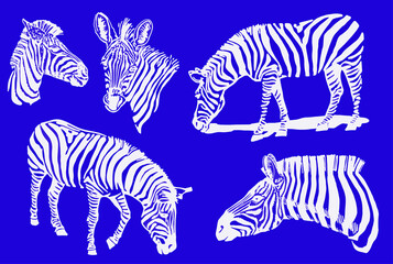Fototapeta na wymiar Vector set of white color zebra on blue background , graphical illustration for covers and design